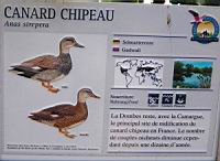 Canard chipeau, Anas strepera (Photo F. Mrugala) (txt)